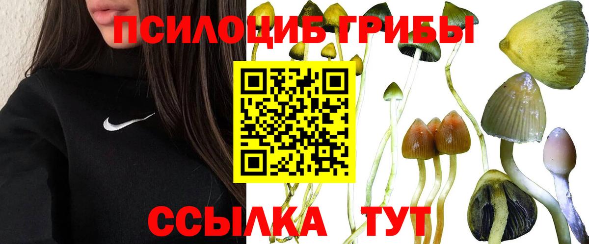 Псилоцибиновые грибы Psilocybe Родники
